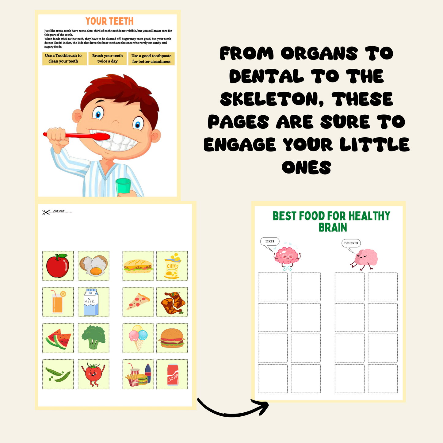 Human Anatomy Busy Book | Printable Preschool Worksheets, Homeschool Resources, Instant Digital PDF Download